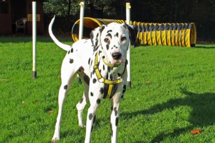 Dante is a very strong year old Dalmatian who is looking for a home with no other pets and where any children are aged over 10 years. He is house trained and could be left alone for an hour or two once he has settled in.