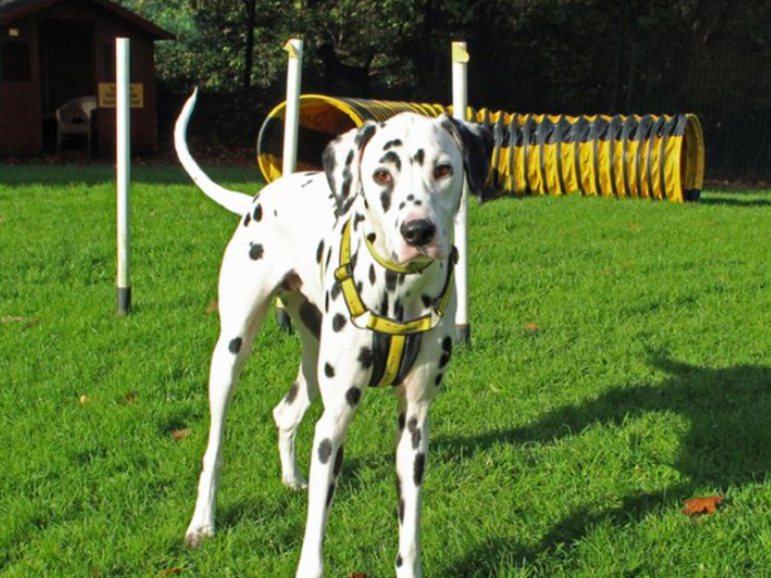 Dante is a very strong year old Dalmatian who is looking for a home with no other pets and where any children are aged over 10 years. He is house trained and could be left alone for an hour or two once he has settled in.