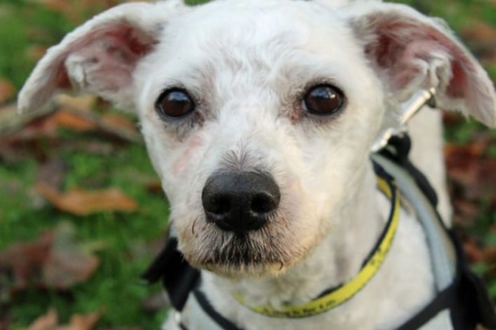 Milo is a Bichon Frise cross and should be fine to live with children aged 10 and over. He’d prefer a home with no other pets but with someone around for most of the day. Dogs Trust cannot guarantee that he is house trained but at 10 years old it’s highly likely.