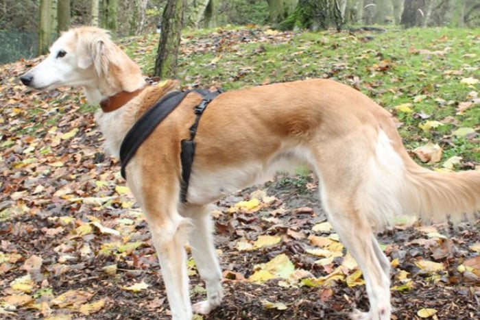 Phoebe is a ten year old Saluki cross who is better suited to living with another placid dog, or happily by herself with walking buddies. As Phoebe is an older girl now, she’d probably enjoy a quiet life where she can snooze in comfort.