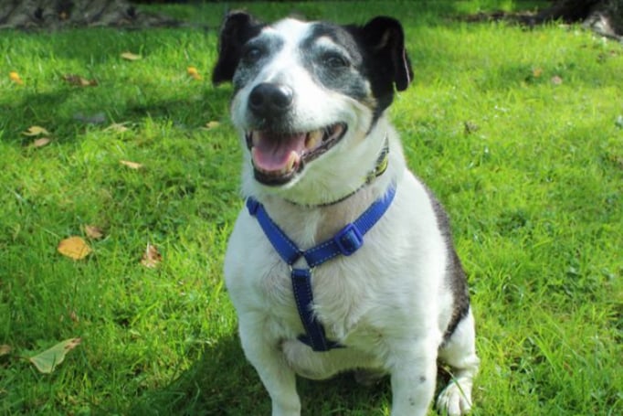 Lucas is an old Jack Russell Terrier looking for a steady home for his last few years and he can live with cats and other dogs,. He is house trained, can live with children aged 10 and over and can probably be left alone for a few hours once he’s settled into his new routine.
