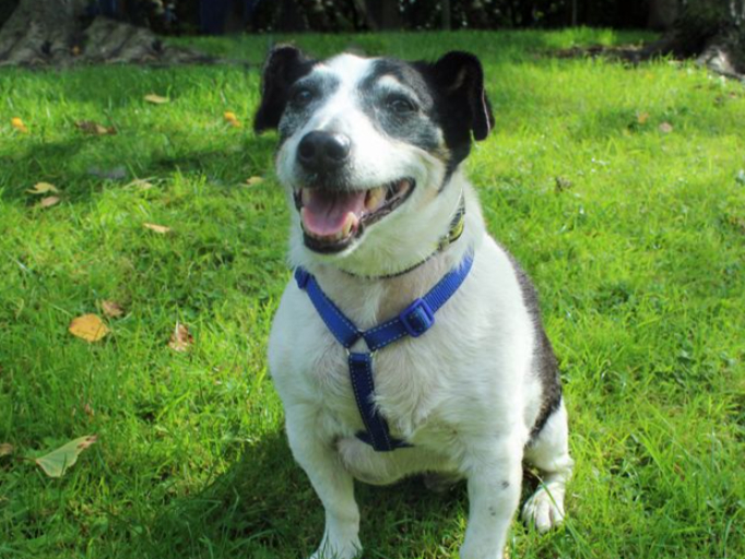 Lucas is an old Jack Russell Terrier looking for a steady home for his last few years and he can live with cats and other dogs,. He is house trained, can live with children aged 10 and over and can probably be left alone for a few hours once he’s settled into his new routine.