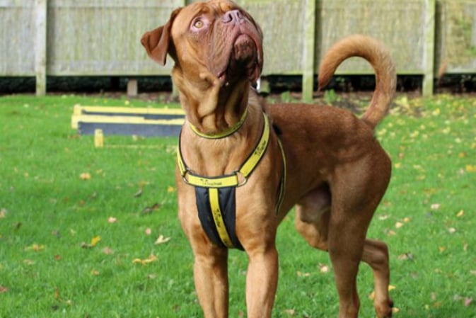 Henry is a Dogue De Bordeaux cross and he needs an adult only home. He is only young and Dogs Trust cannot guarantee that he is house trained. He needs to work on loose lead walking and car travel, and his new family must be prepared to work with him.