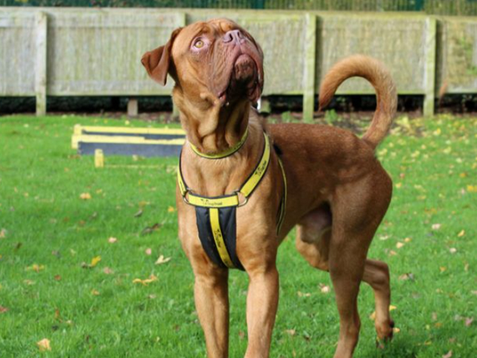 Henry is a Dogue De Bordeaux cross and he needs an adult only home. He is only young and Dogs Trust cannot guarantee that he is house trained. He needs to work on loose lead walking and car travel, and his new family must be prepared to work with him.