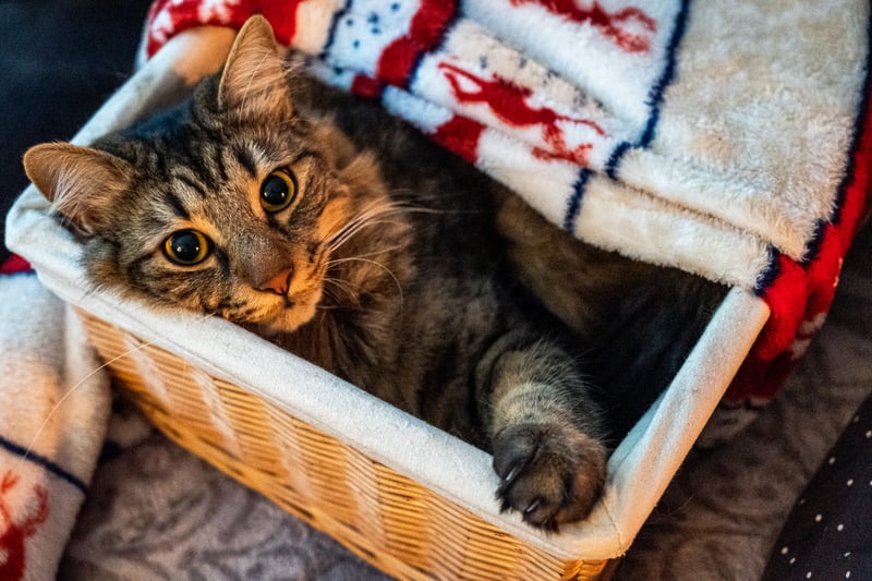 Make sure that your cats have plenty of hiding space because Christmas can be stressful for them with many guests around and the hustle bustle. You can set up a space for them away from the public areas of the house. Not all cats are social and would prefer some solitude.