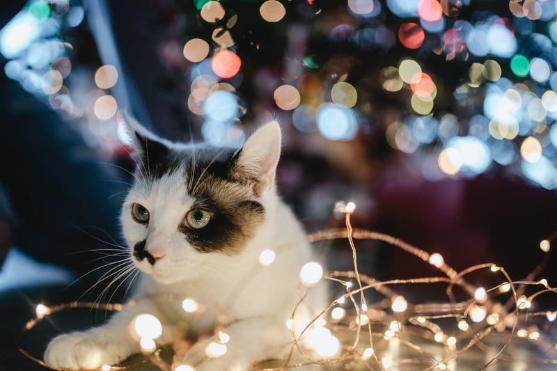 Try and cover exposed wires if you are using electric lights. You canuse cardboard tubes or plastic to cover them up. You could also shut your cat out of the area with the lights.  