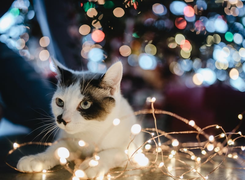 Try and cover exposed wires if you are using electric lights. You canuse cardboard tubes or plastic to cover them up. You could also shut your cat out of the area with the lights.  