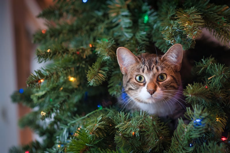 Cats can feel anxious around Christmas and cat owners with a Christmas tree might be familiar with the dangers they pose to the tree and the dangers of letting a cat sniff around Christmas decorations. Ingesting any of the decor items can be potentially dangerous for your felines.