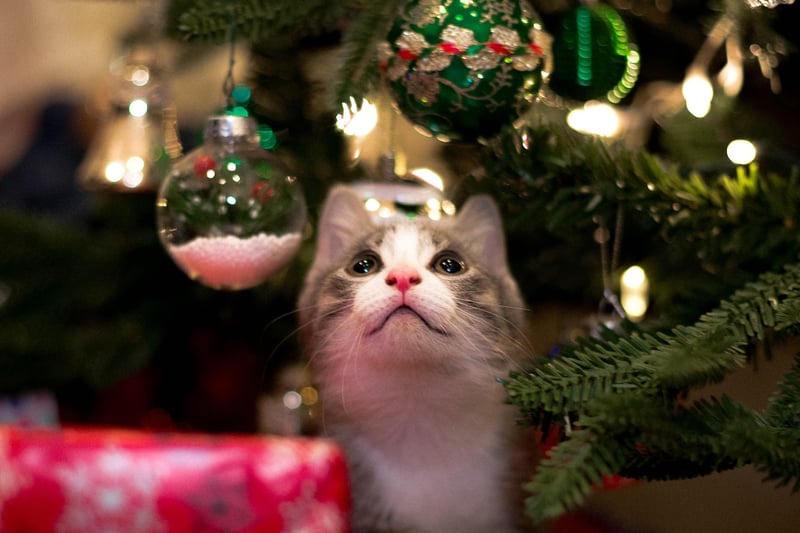 Tinsel and other decorations can be dangerous for your cat. If they ingest it, they would have to be taken to the vet. Shards of plastic and glass can cause internal damage to your pets when ingested.