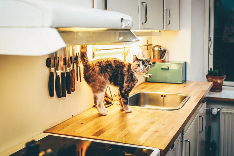 Grapes, raisins, onion, garlic -these items are quintessential requirements when cooking for Christmas but they can be poisonous for your cat.  Raisins and grapes are toxic even in small amounts and onion and garlic is poisonous whether raw or cooked. 