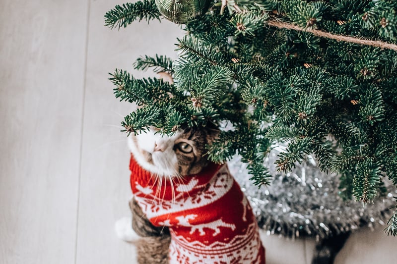 Putting cats in sweaters can cause overheating. They have fur for a reason. Sweaters can interfere with their natural method of regulating their body temperature. 