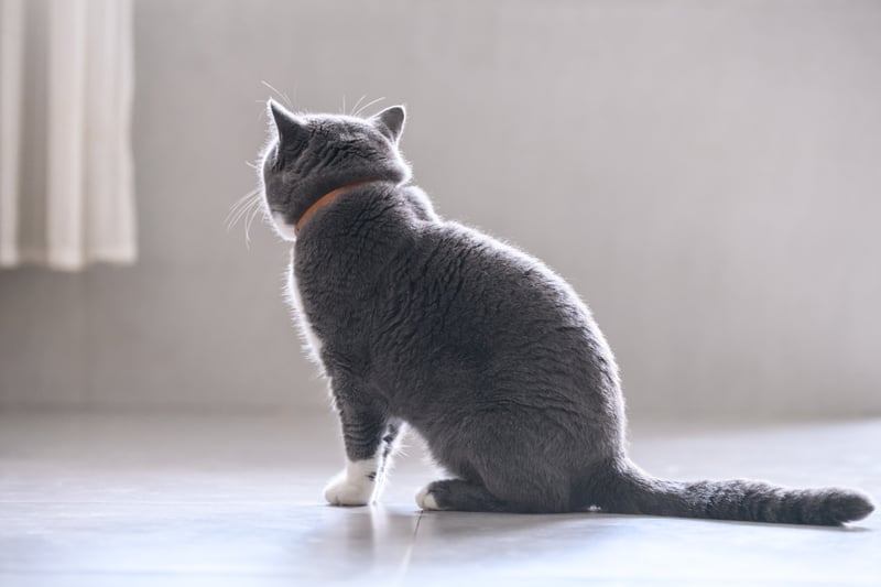 Stewart said: "You have offended your cat when they sit with their back to you, their ears are uptight, their posture is rigid and their tail is flat to the floor but in a clear arch."