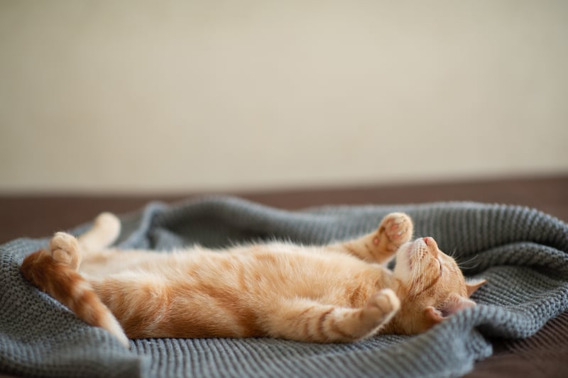 Stewart said: "Your cat trusts you when their body posture is relaxed, they are on their backs exposing their belly, they have their feet in the air and their tail is resting on a surface."