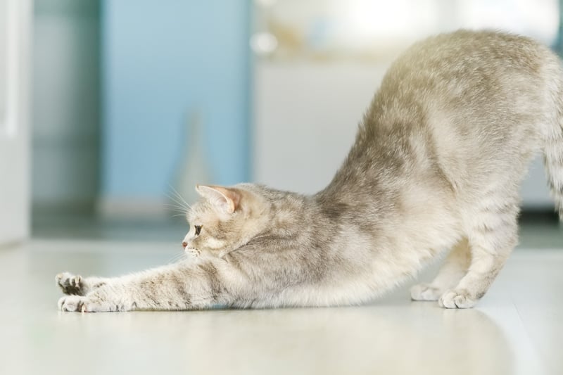 Stewart said: “Cats love to have a big stretch and the reason for this is they’re activating the blood flow around the body and preparing their muscles.  A hunting species, cats need to ensure their body is ready for action."