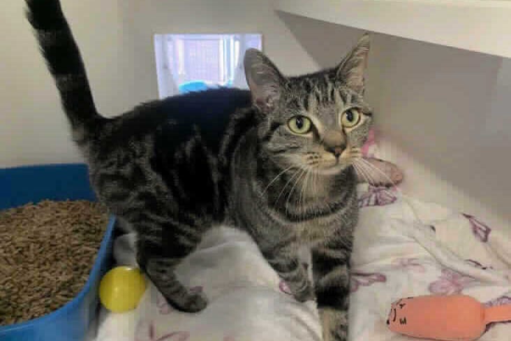 Belle has the sweetest nature and she is very friendly and affectionate. She is around a year old and is a domestic shorthair tabby. She can live with other cats, and also dogs and children. She is available at Birmingham Animal Centre. (Photo by RSPCA)