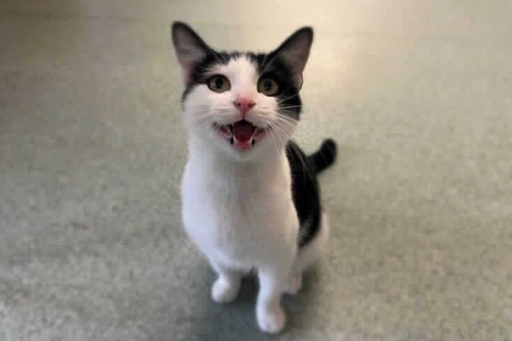 She is a one year old domestic shorthair. She loves fuss and has even been known to keep your lap warm. She is ideal for a home where there are no dogs or other cats. She can live with children. She is available for adoption at Birmingham Animal Centre. (Photo by RSPCA)