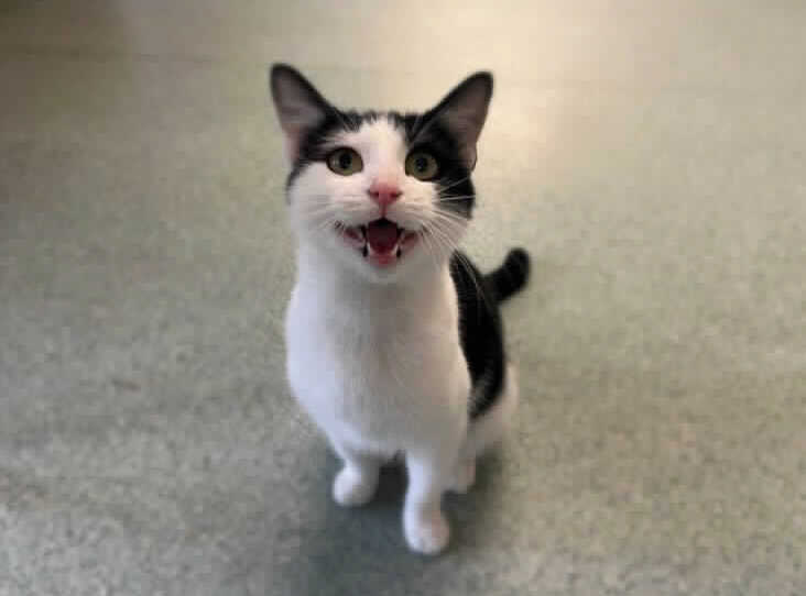 She is a one year old domestic shorthair. She loves fuss and has even been known to keep your lap warm. She is ideal for a home where there are no dogs or other cats. She can live with children. She is available for adoption at Birmingham Animal Centre. (Photo by RSPCA)