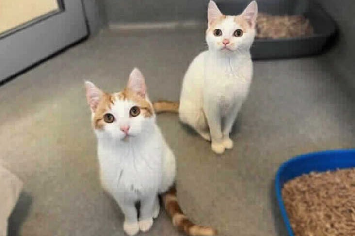 He is a Domestic Shorthair crossbreed of White - Ginger colour. He is around 6-12 months old and loves a gentle fuss. James & Augustus were rescued from a multi cat household and are available as a pair as well at Birmingham Animal Centre. They are ideal for a household without dogs. (Photo by RSPCA)
