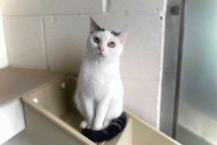 She is a Domestic Shorthair crossbreed of around 2 years of age. She can live in an adult only household where there are no dogs. She can live with other cats. You can adopt her from Birmingham Animal Centre. She was rescued from a multi cat household. (Photo by RSPCA)