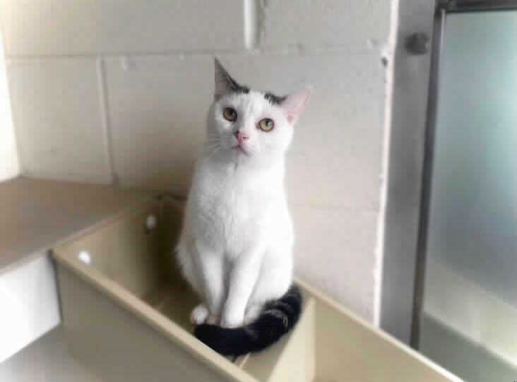 She is a Domestic Shorthair crossbreed of around 2 years of age. She can live in an adult only household where there are no dogs. She can live with other cats. You can adopt her from Birmingham Animal Centre. She was rescued from a multi cat household. (Photo by RSPCA)