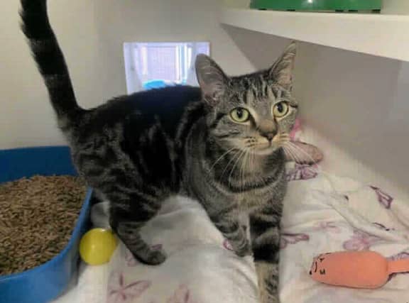 Birmingham Animal Centre has many cats available for adoption (Photo by RSPCA)
