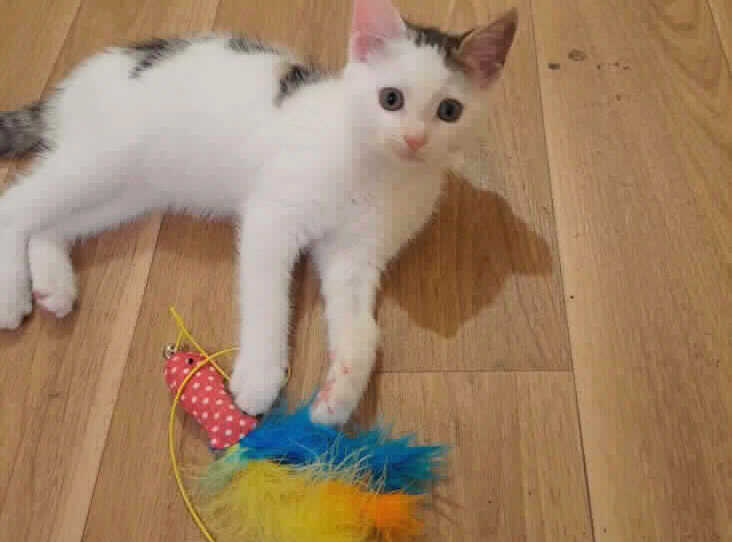 She is a 0-3 months old kitten and a Domestic Shorthair crossbreed. She still doesn’t like being picked up for long periods but she does like fuss, but only on her terms. She’s a very playful and boisterous little kitten, and will be a great addition to a family. She does need company and to be able to wander outside.  (Photo by RSPCA)