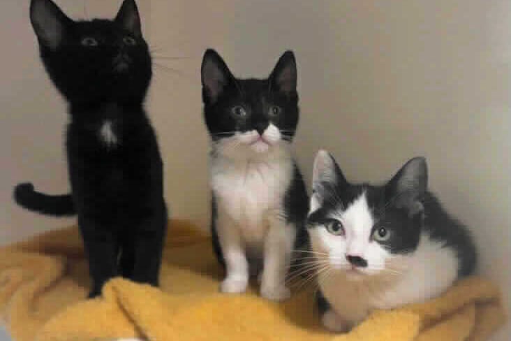 Raquel (Female, Black), Marlene (Female, Black and White) and Cassandra (Female, Black and White) are 3-6 months old domestic shorthair crossbreeds. Marlene (right ear white tip) is the most timid of the 3, she will enjoy gentle fuss and finds her confidence through her siblings. Marlene would be best suited to be rehomed with one, or both of her siblings.  (Photo by RSPCA)