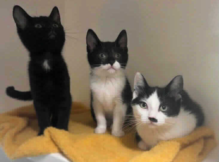 Raquel (Female, Black), Marlene (Female, Black and White) and Cassandra (Female, Black and White) are 3-6 months old domestic shorthair crossbreeds. Marlene (right ear white tip) is the most timid of the 3, she will enjoy gentle fuss and finds her confidence through her siblings. Marlene would be best suited to be rehomed with one, or both of her siblings.  (Photo by RSPCA)