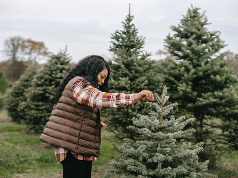The team here prides itself on the longevity of your festive centrepiece, treating their hundreds of fresh, Yorkshire-grown trees "like fresh flowers" by keeping them in water from the moment they are cut. Shoppers are encouraged to take their time choosing,  so you can inspect the full shape and quality before it is netted for the journey home. 🌲 Garden Cottage, Coach Road, Swillington, Leeds LS26 8QA