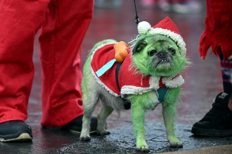 Even the Grinch (aka a dog named Pugsley) turned up for the Santa Dash. (Photo by OLI SCARFF/AFP via Getty Images)