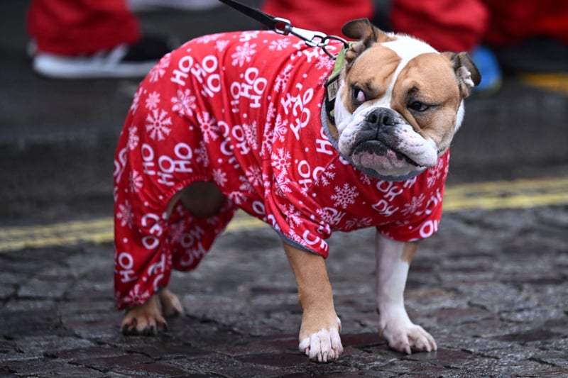 A dog is dressed in festive attire... although it doesn’t look too happy about it. (Photo by OLI SCARFF/AFP via Getty Images)