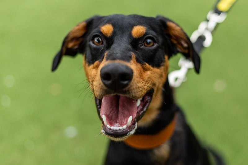 Bobby is a one-year-old Lurcher cross, who is very active and looking for a companion that can keep up with his energy levels. He is best suited to a home with no children or dogs. His favourite toys are tennis balls and rope toys. Credit: Dogs Trust
