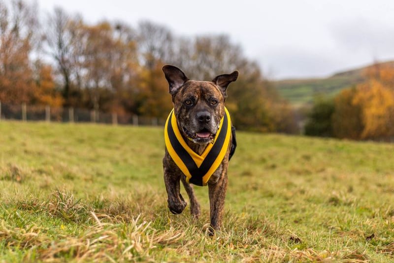 Bruno is an eight-year-old Presa Canario and suitable for households with children aged 16 and over, no other pets and some experience with larger dogs. He enjoys belly rubs and short walks. Credit: Dogs Trust
