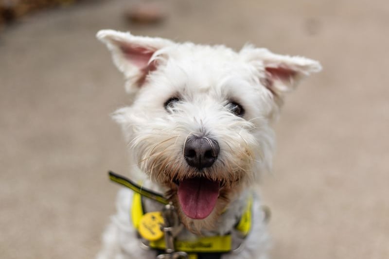 Chase is a three-year-old West Highland Terrier and Schnauzer cross. He is a cheeky boy with enormous amounts of energy, so will need a family that can provide him with lots of enrichment and have experience with very active dogs. Credit: Dogs Trust