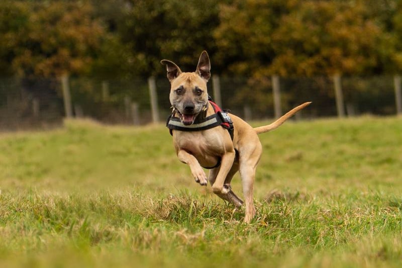 Frank, the four-year-old Staffordshire cross has had a tough life, spending most of it in kennels. He needs a patient family who will help him integrate into home life as he’s not used to sleeping indoors yet, but he is very friendly – with both people and dogs. Credit: Dogs Trust