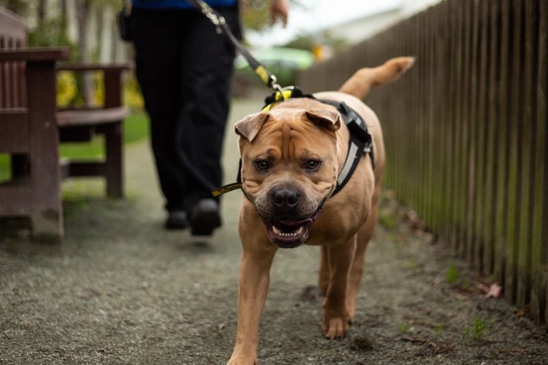 Manny is a one-year-old Sharpei cross who would be best suited for adult-only homes with people who have some experience with this breed. He is an intelligent boy, quick to learn and enjoys training, as well as belly rubs. Credit: Dogs Trust