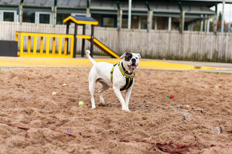 Molly is a one-year-old American Bulldog. She is a sensitive girl and would be best placed in a household with minimal visitors and no young children, but she will be fine with dog-friendly cats. Once you get to know her, she is very affectionate and loves sitting with people. Credit: Dogs Trust