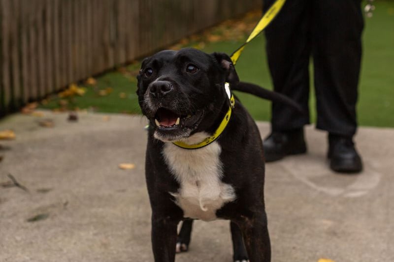 At eight-years-old, Rex the Staffordshire Bull Terrier is an older boy. He needs his own space sometimes, so families with children aged 14 and living in a non-open plan house would be best suited. He gets worried around other dogs, but loves lots of attention from human companions. Credit: Dogs Trust
