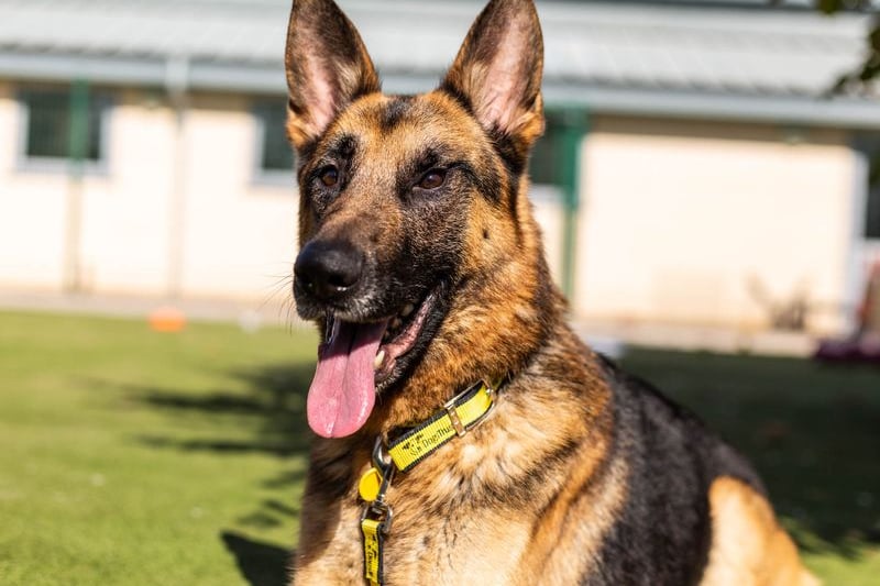 Shadow is a four-year-old German Shepherd, who is looking for a home with no other dogs or children. He can react around other dogs so needs a companion who will help build confidence. He knows all the basic commands and loves learning – and food! Credit: Dogs Trust