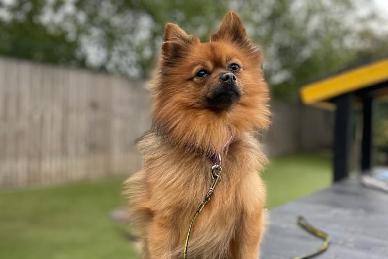 Simba the two-year-old Pomeranian best suited to a single adult home. He can be very shy around new people but quickly comes out of his shell very quickly. He has lived with cats before and loves being around them. Credit: Dogs Trust