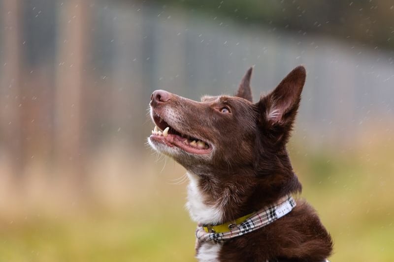 Ted is a four-year-old Kelpie cross who would be most comfortable in a more rural, quiet area as he can be reactive to noise and around other dogs and animals. He is very affectionate and loves a good snooze. Credit: Dogs Trust