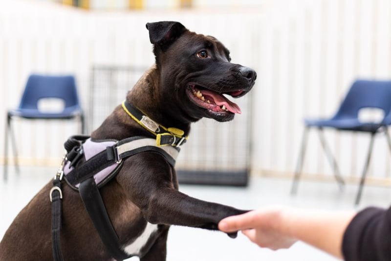 Theo is a two-year-old Staffordshire Bull Terrier. He is both very intelligent and very active, so needs a household that can provide him with lots of mental and physical stimulation. He likes to entertain himself by throwing his toys around. Credit: Dogs Trust