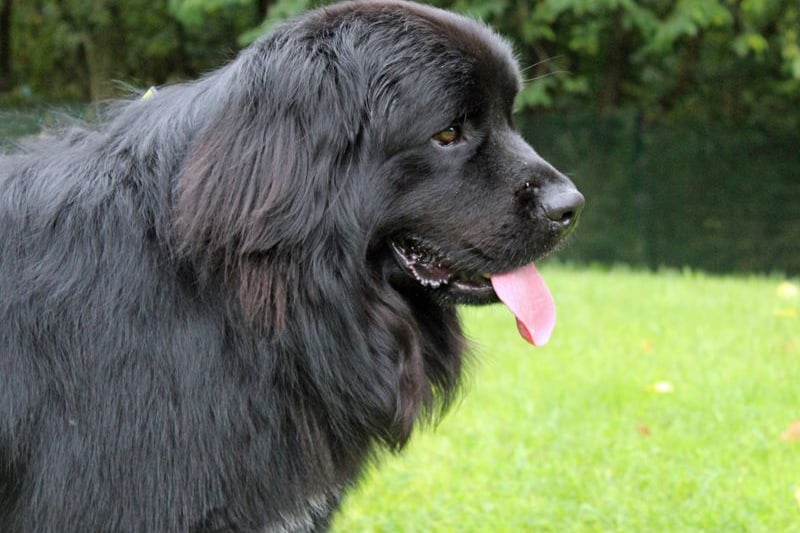 Gio is a two-year-old Newfoundland looking for a home with no kids or pets. He’s very calm and walks beautifully on his lead with his long locks swaying, and he’s a little on the small side for a Newfy.