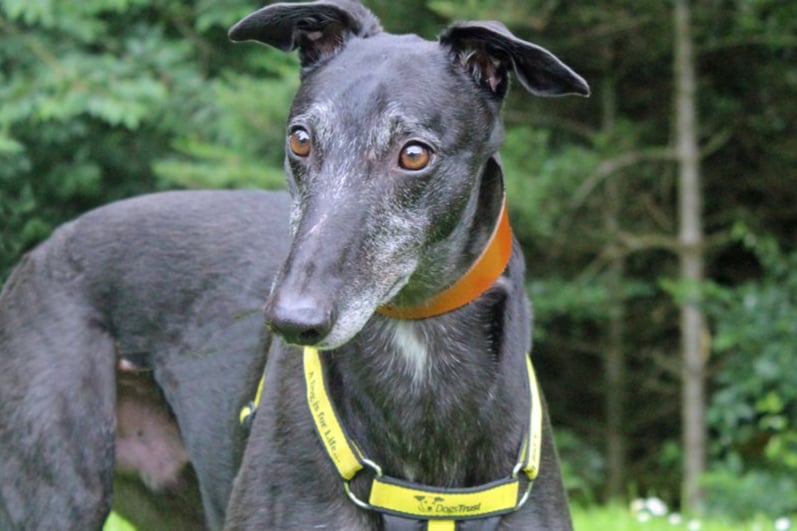 Handsome Jack is five years old but his frosty face makes him look quite the distinguished gentleman! He is a very calm and friendly boy but he does have the odd burst of activity.  He will walk with the odd Greyhound but doesn't want to share his space.