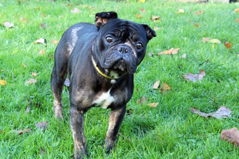 Coda is a gentle four year old Frenchie who has had a tough year and would love to find stability with a new family that will go easy with him, as he has sore skin. He doesn’t enjoy spending time by himself as he’s a real lap dog who likes to get on to your knee and seeks affection.