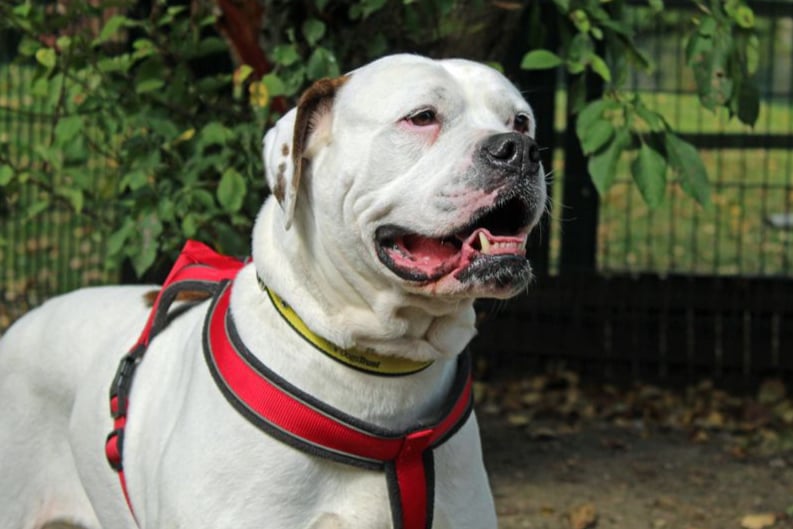 Angel is an American Bulldog  who lacks confidence with new people but loves hard when she knows you. She’s always always excited to her favourite people and will smother them with kisses and white hairs! 