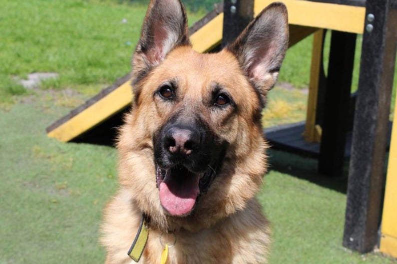 Axil is a wonderful German Shepherd but he isn’t at all suited to a kennel environment, even though he has been at the centre since early 2020. He loves to chase after toys and this is his favourite outlet to forget his worries. Axil needs a home with no other pets or children.