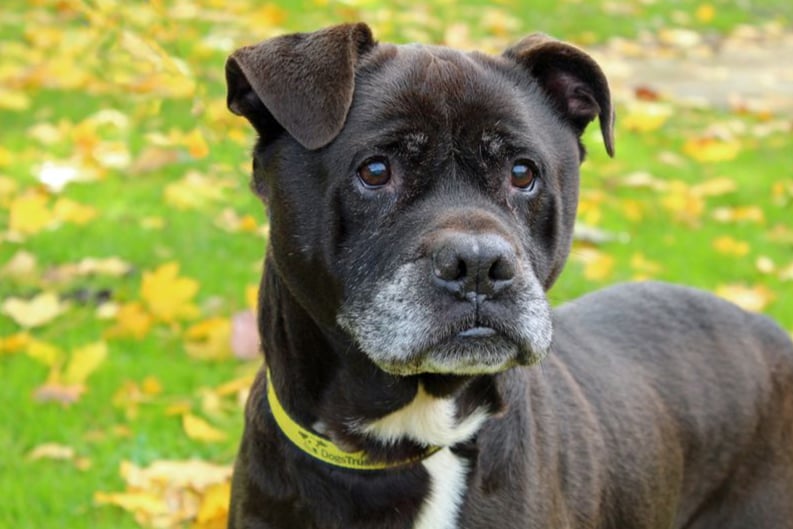 Bruno is a 13-year-old Staffordshire Bull Terrier Cross. He can live with other dogs and children of high school age. Bruno has been in a home and is likely to be house trained. “He just loves company and is always excited to see us.”