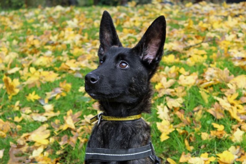 Dublin is a six month old Dutch Herder. She is a very bright girl would suit someone who is looking to work with her. She’s not going to be a dog that can be left to entertain herself, she’s a working breed and needs to be kept mentally and physically stimulated.