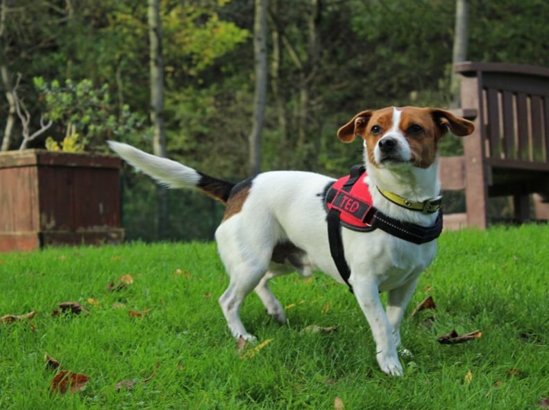 Ted is a smashing little Jack Russell, who just needs a moment or two to pluck up the courage to come and say hello at first. He is looking for a home where he can be the only pet, and where any children are over the age of 14 and understand his need for space when he feels worried.
